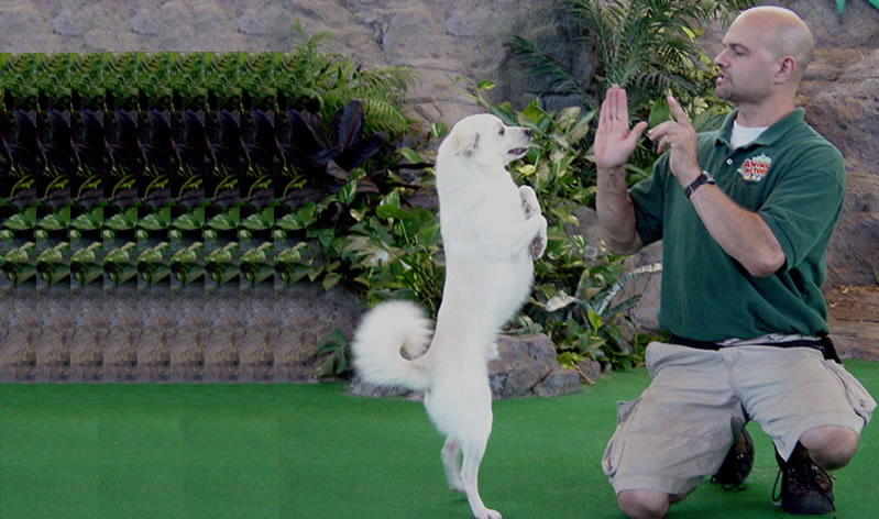 Brian Gisi training dog